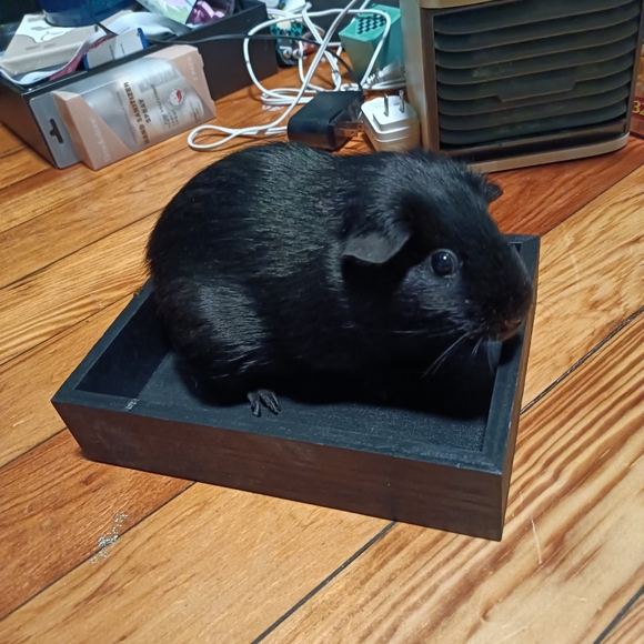 Meet the crazy bunch Skunkie and midnight - Picture 2 of 2